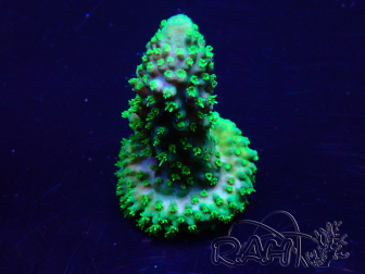 WYSIWYG Acropora tenuis 15C9 Mariculture acclimaté led