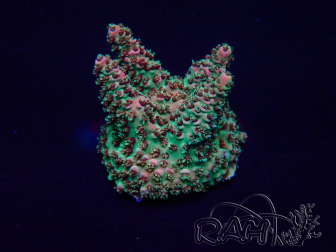 WYSIWYG Acropora Maricoltura acclimatata led