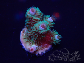 WYSIWYG Acropora granulosa 15C11 Mariculture acclimaté led