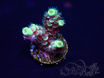 WYSIWYG Acropora millepora Maricoltura acclimatata a LED