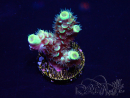WYSIWYG Acropora millepora Maricultuur geacclimatiseerd LED