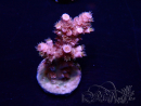 WYSIWYG Acropora millepora Maricultura acclimatata led