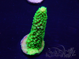 WYSIWYG Acropora millepora Mariculture acclimated LED