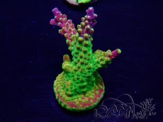 WYSIWYG Acropora Maricultura aclimatada LED