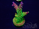 WYSIWYG Acropora millepora 15D5 Mariculture acclimaté led