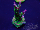WYSIWYG AcroporaMaricultura aclimatada led