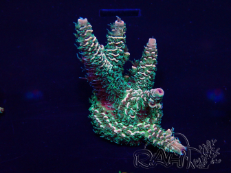 WYSIWYG Acropora millepora 15D7 Mariculture acclimaté led