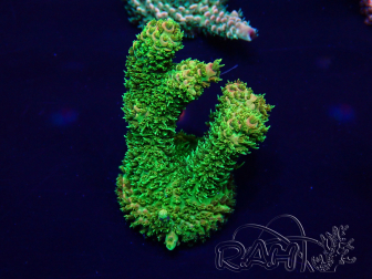WYSIWYG Acropora Maricultura aclimatada led