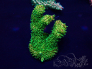 WYSIWYG Acropora Maricultura aclimatada led