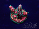 WYSIWYG Acropora acclimatato con LED