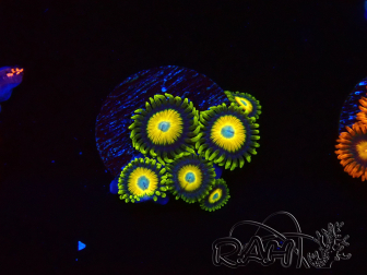 WYSIWYG Zoanthus Scrambled Eggs 40D4