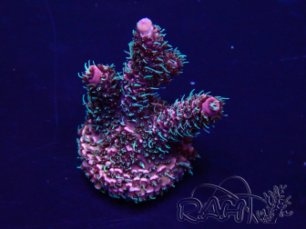 WYSIWYG Acropora Marikultur akklimatisiert LED