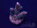 WYSIWYG Acropora Marikultur akklimatisiert LED