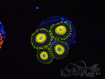 WYSIWYG Zoanthus Scrambled Eggs