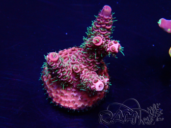 WYSIWYG Acropora tenuis 15E3 Mariculture acclimaté led