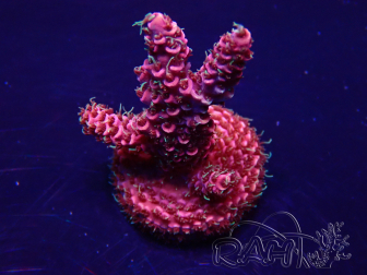 WYSIWYG Acropora akklimatisiert LED