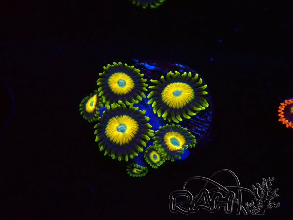 WYSIWYG Zoanthus Scrambled Eggs