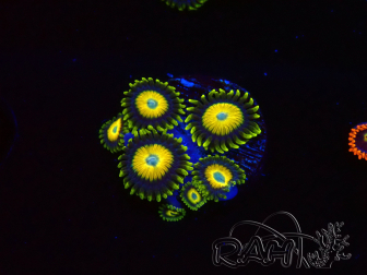 WYSIWYG Zoanthus Scrambled Eggs