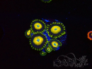 WYSIWYG Zoanthus Scrambled Eggs 40D6