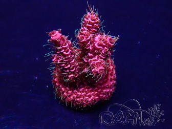 WYSIWYG Acropora Australia acclimatata a LED