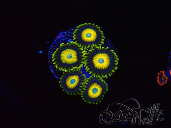WYSIWYG Zoanthus Scrambled Eggs