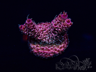 WYSIWYG Acropora Maricultura aclimatada LED