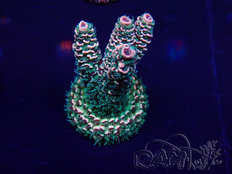 WYSIWYG Acropora akklimatisiert LED