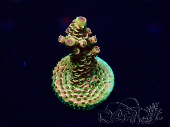 WYSIWYG Acropora Marikultur akklimatisiert LED