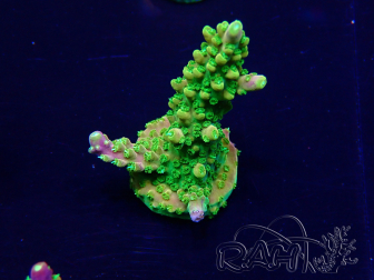 WYSIWYG Acropora geacclimatiseerd LED