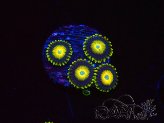 WYSIWYG Zoanthus Scrambled Eggs