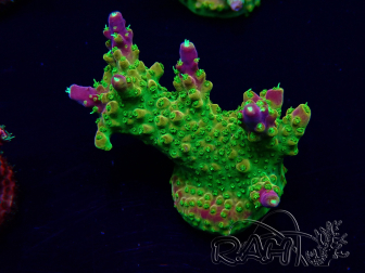 WYSIWYG Acropora15F5 Mariculture acclimaté led