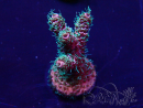 WYSIWYG Acropora Australien akklimatisiert LED