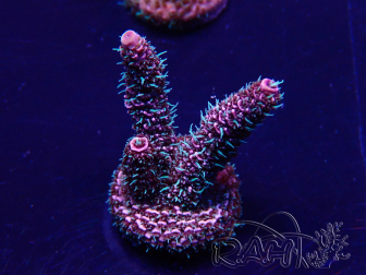 WYSIWYG Acropora tenuis Mariculture acclimated LED