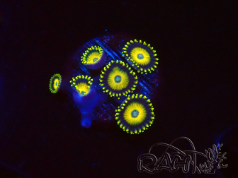 WYSIWYG Zoanthus Scrambled Eggs