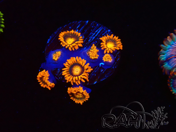 WYSIWYG - Zoanthus Orange Oxyde 40E2
