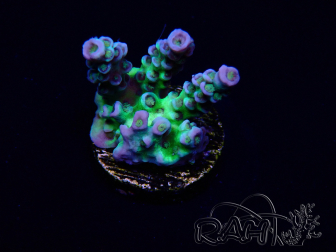 WYSIWYG Acropora hyacinthus Mariculture acclimaté led