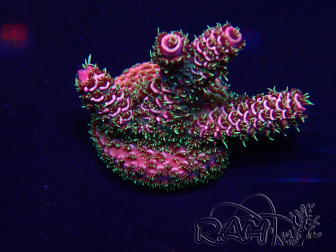 WYSIWYG Acropora Australia acclimated LED