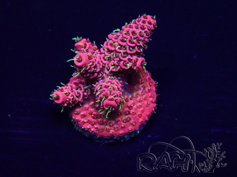 WYSIWYG Acropora 15F11 Mariculture acclimaté led