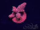 WYSIWYG Acropora 15F11 Mariculture acclimaté led