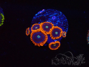WYSIWYG - Zoanthus Alpha and Omega 40E7