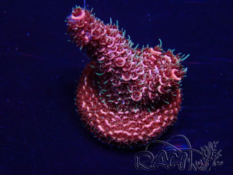 WYSIWYG Acropora aclimatada LED
