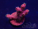 WYSIWYG Acropora Marikultur akklimatisiert LED