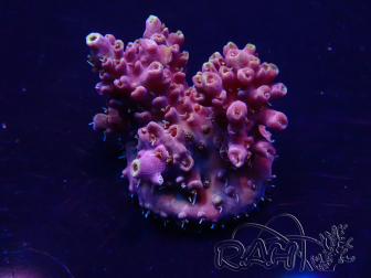 WYSIWYG Acropora 15G3 Mariculture acclimaté led