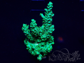 WYSIWYG Acropora Australien akklimatisiert LED