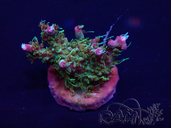 WYSIWYG Acropora Australie acclimaté led