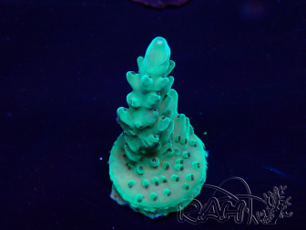 WYSIWYG Acropora 15G6 Mariculture acclimaté led