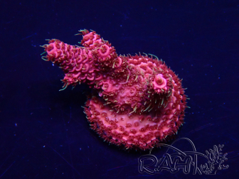 WYSIWYG Acropora Marikultur akklimatisiert LED