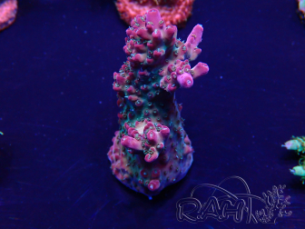 WYSIWYG Acropora 15G10 geacclimatiseerd LED