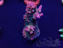 WYSIWYG Acropora akklimatisiert LED