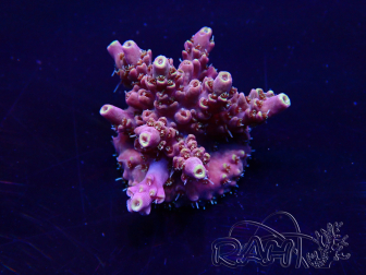 WYSIWYG Acropora granulosa 15G11 Mariculture acclimaté led